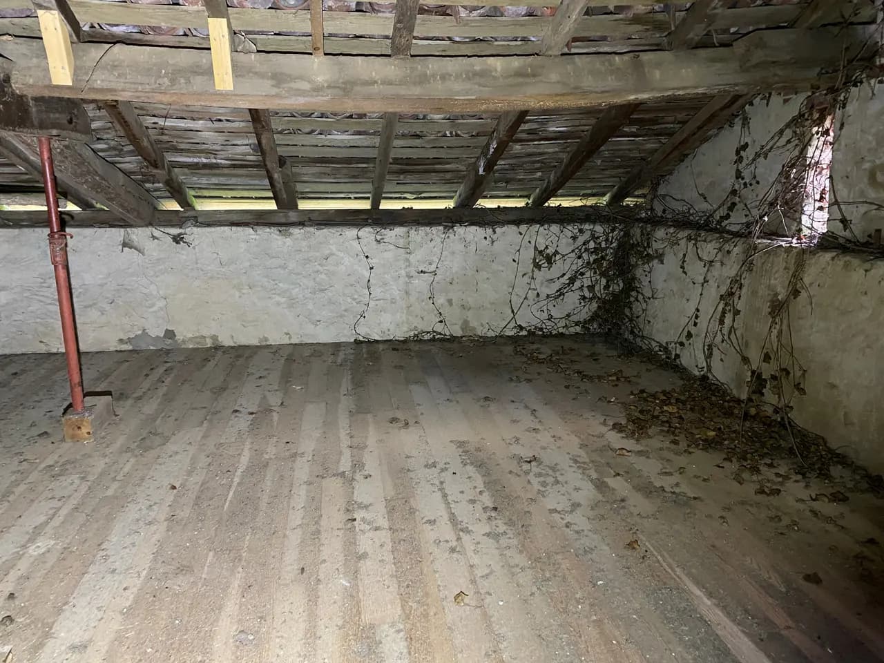 Comble d'un bâtiment ancien, charpente soutenue par un étai métallique, végétation entrée par le mur