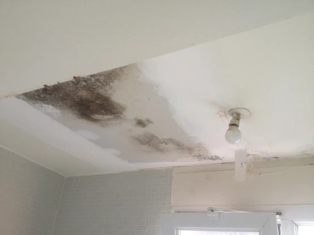 Moisissures noires et auréoles d'infiltration sur un plafond de salle d'eau, enduit dégradé
