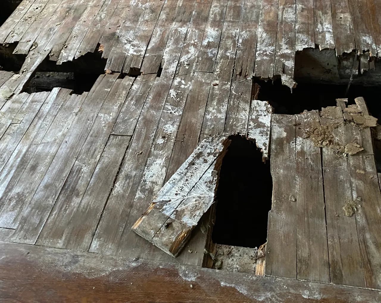 Plancher effondré par un champignon lignivore, lames rompues et vide apparent sous le parquet